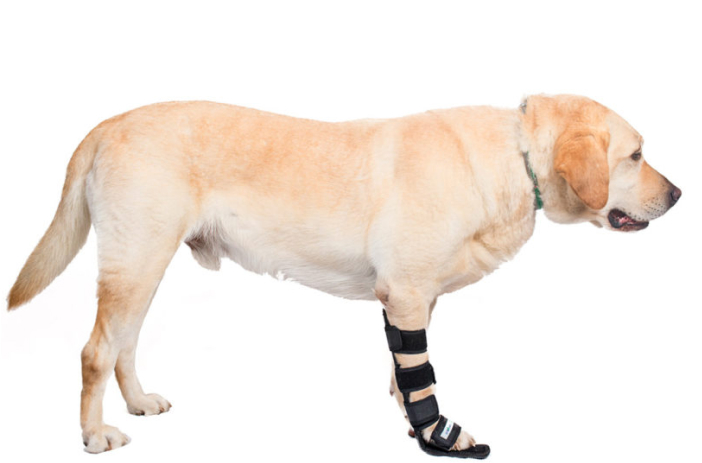 Ortopedia y traumatología canina a domicilio
