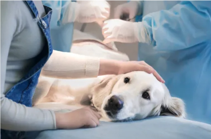 Resección de tumores caninos a domicilio