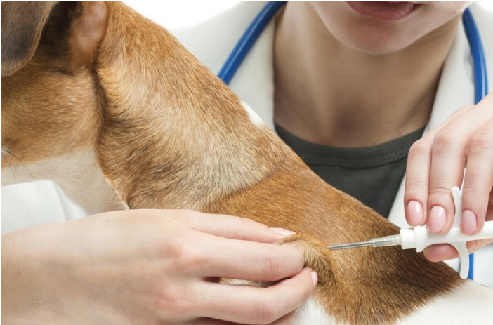 vacunas para perros y gatos, veterinario a domiclio