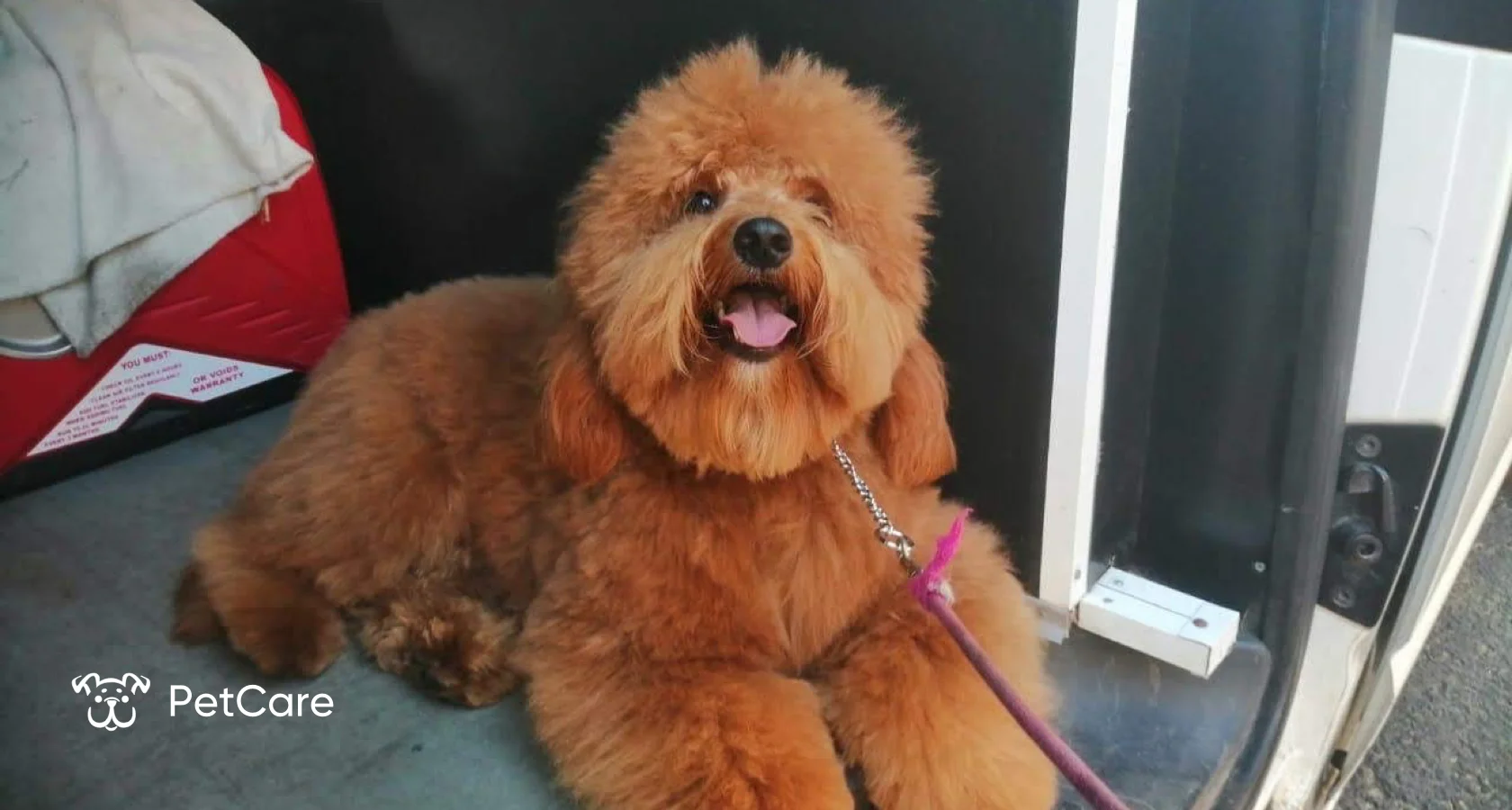 Servicios Estética Canina y Veterinario a Domicilio