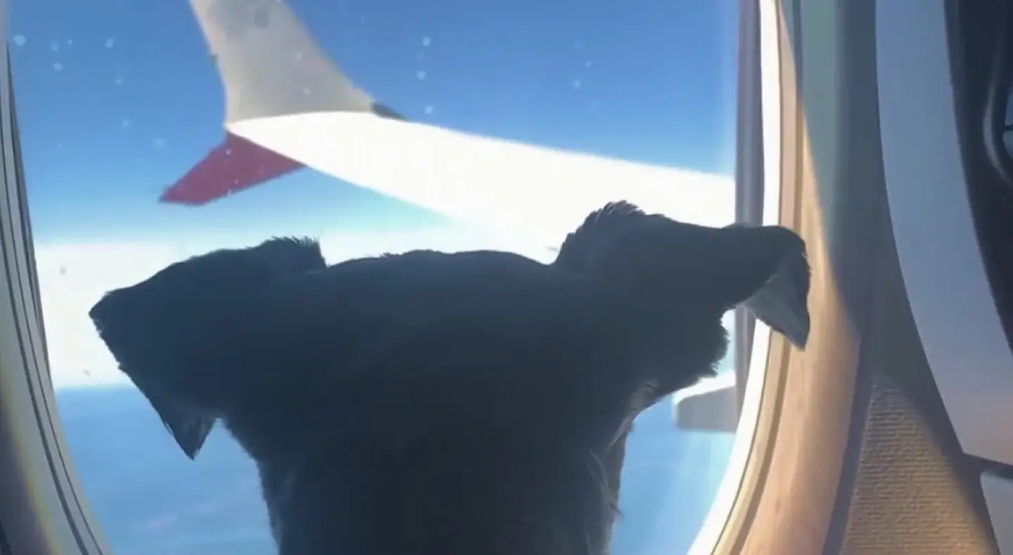 Certificado de Apoyo Emocional. Perro de servicio