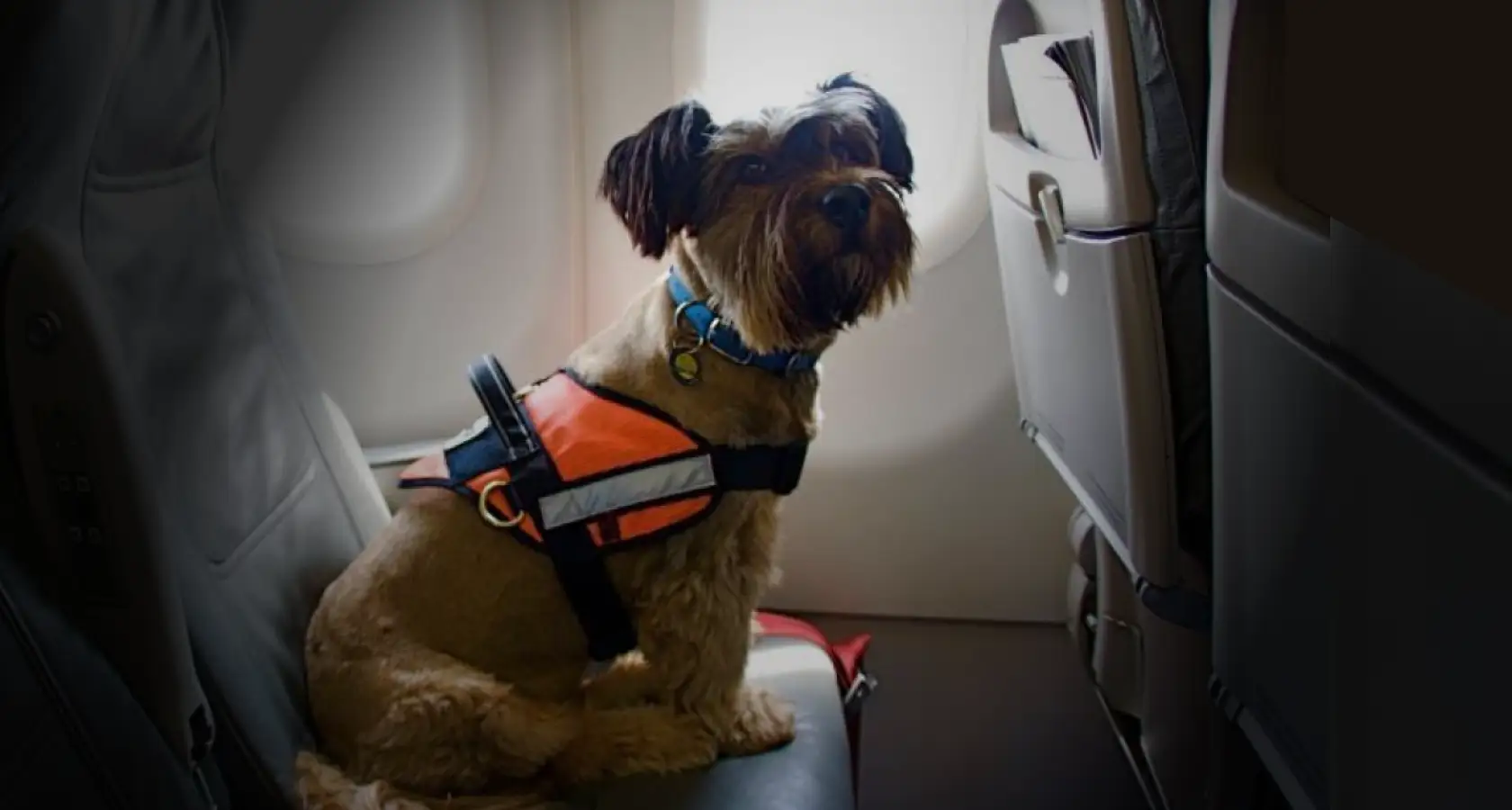 Volando con Mascotas, CDMX y Querétaro