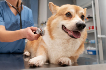 certificado de salud mascotas a domicilio