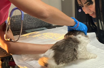 Veterinario desparasitando perro